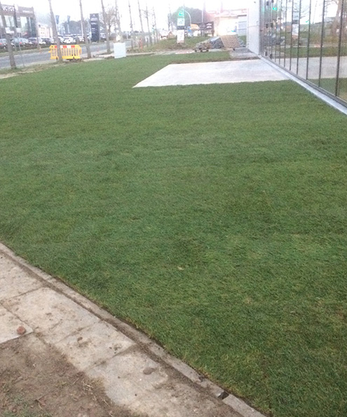 Bomen hagen struiken snoeien
